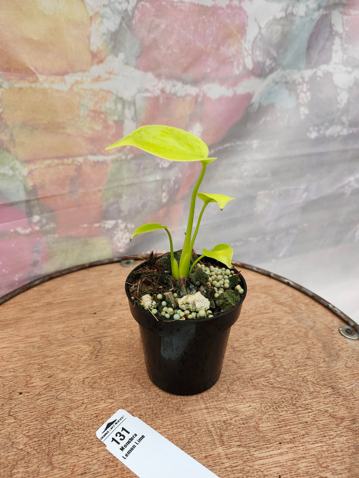 Monstera Deliciosa Lemon Lime (3in)-131