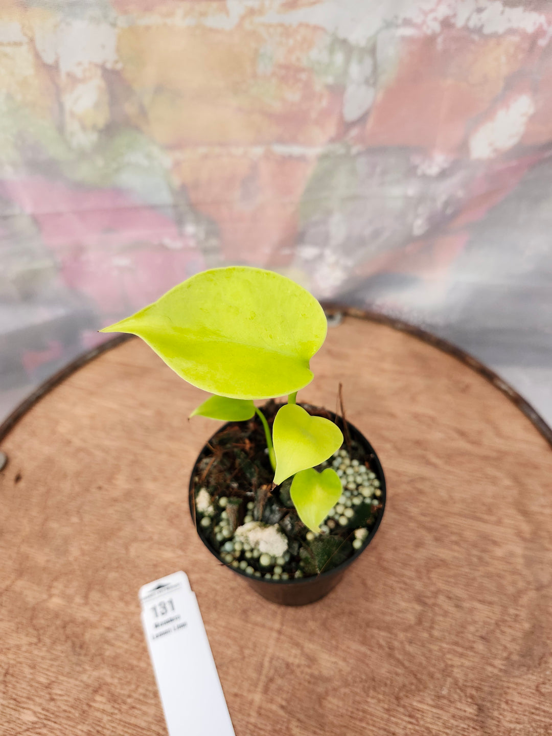 Monstera Deliciosa Lemon Lime (3in)-131