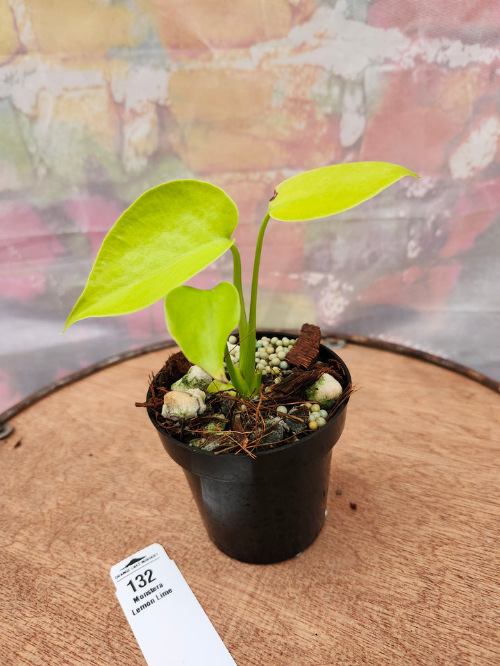 Monstera Deliciosa Lemon Lime (3in)-132