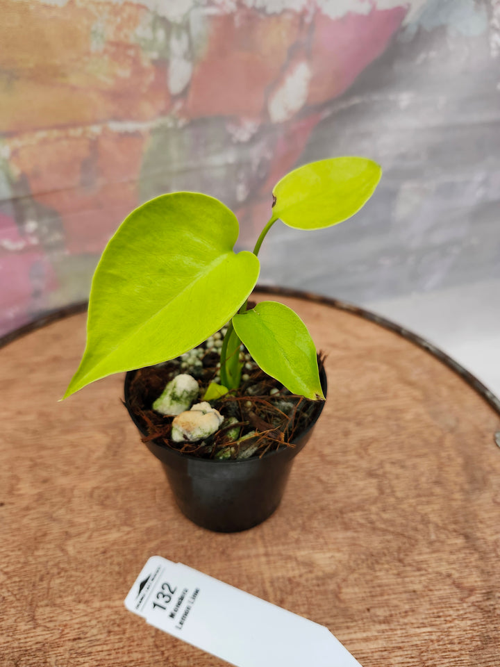 Monstera Deliciosa Lemon Lime (3in)-132