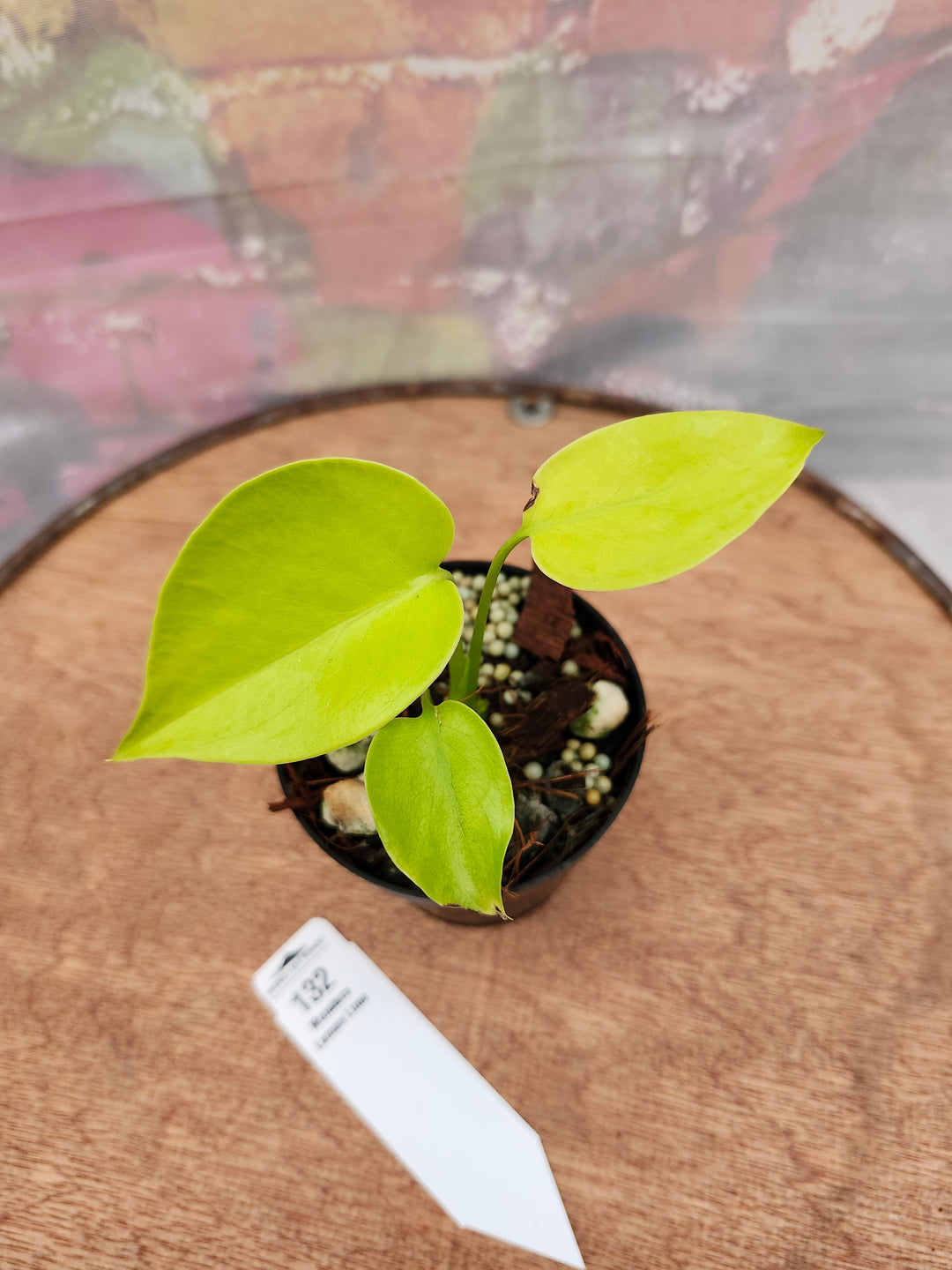 Monstera Deliciosa Lemon Lime (3in)-132