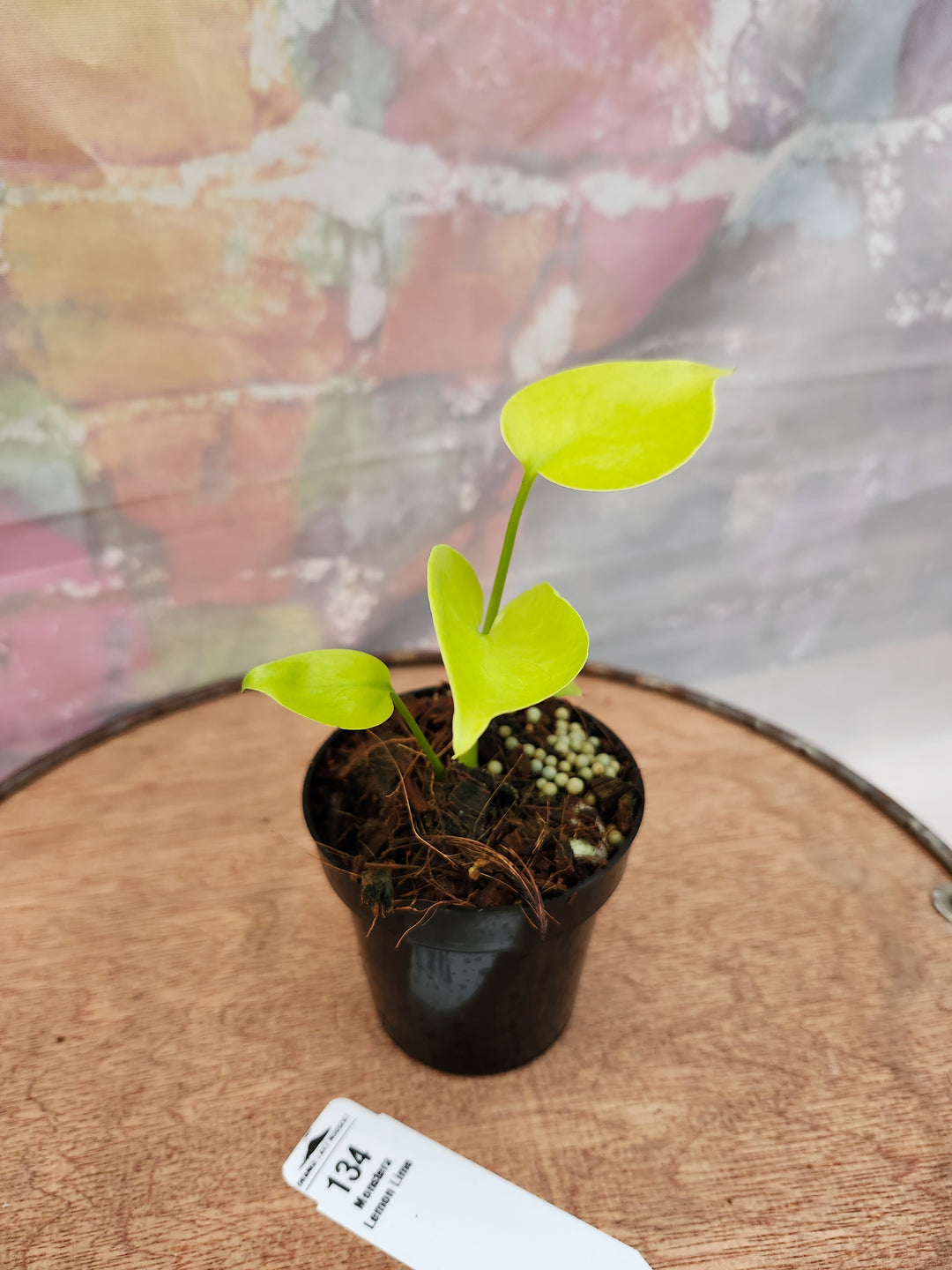 Monstera Deliciosa Lemon Lime (3in)-134