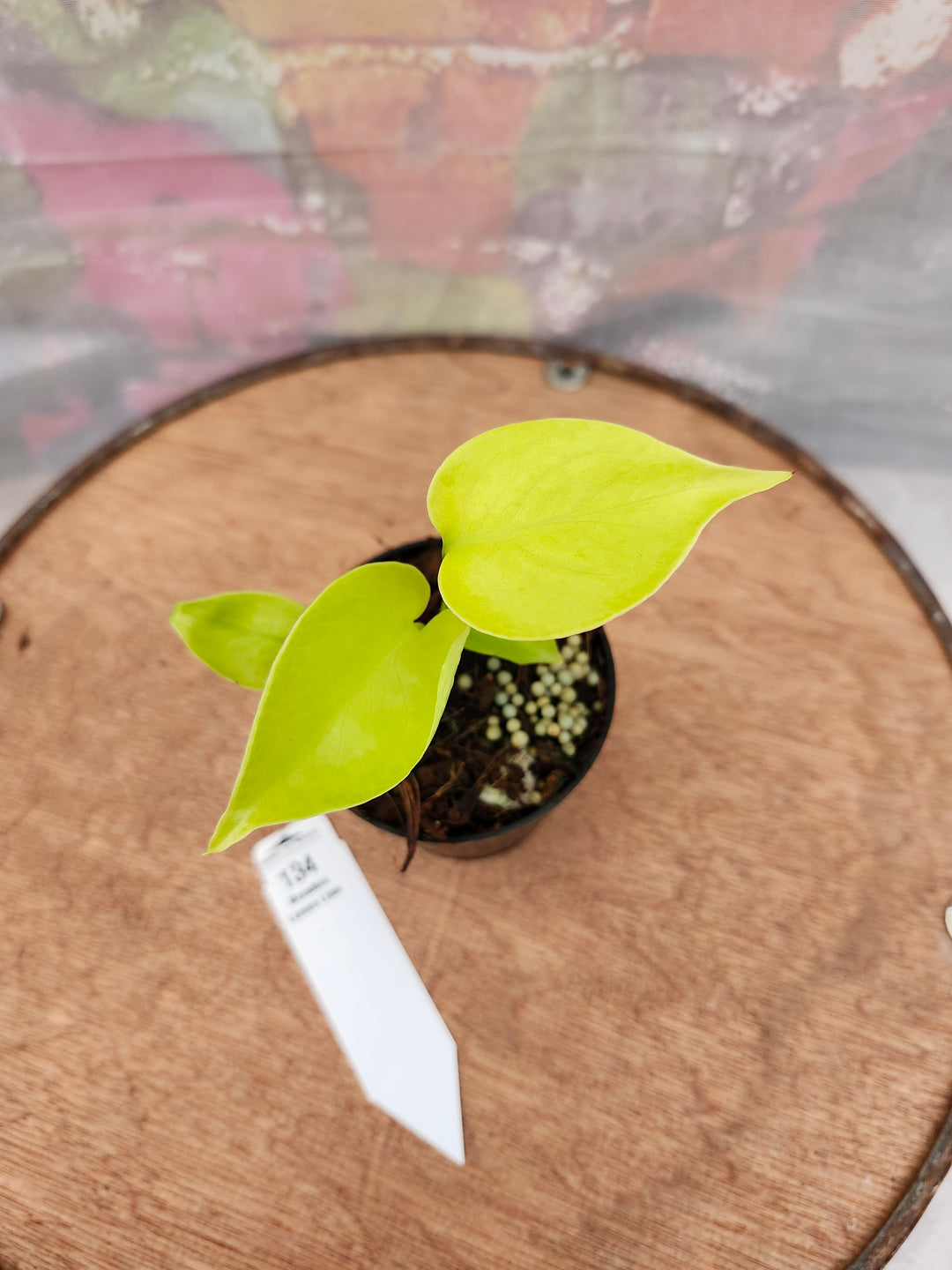 Monstera Deliciosa Lemon Lime (3in)-134