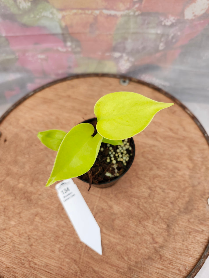 Monstera Deliciosa Lemon Lime (3in)-134