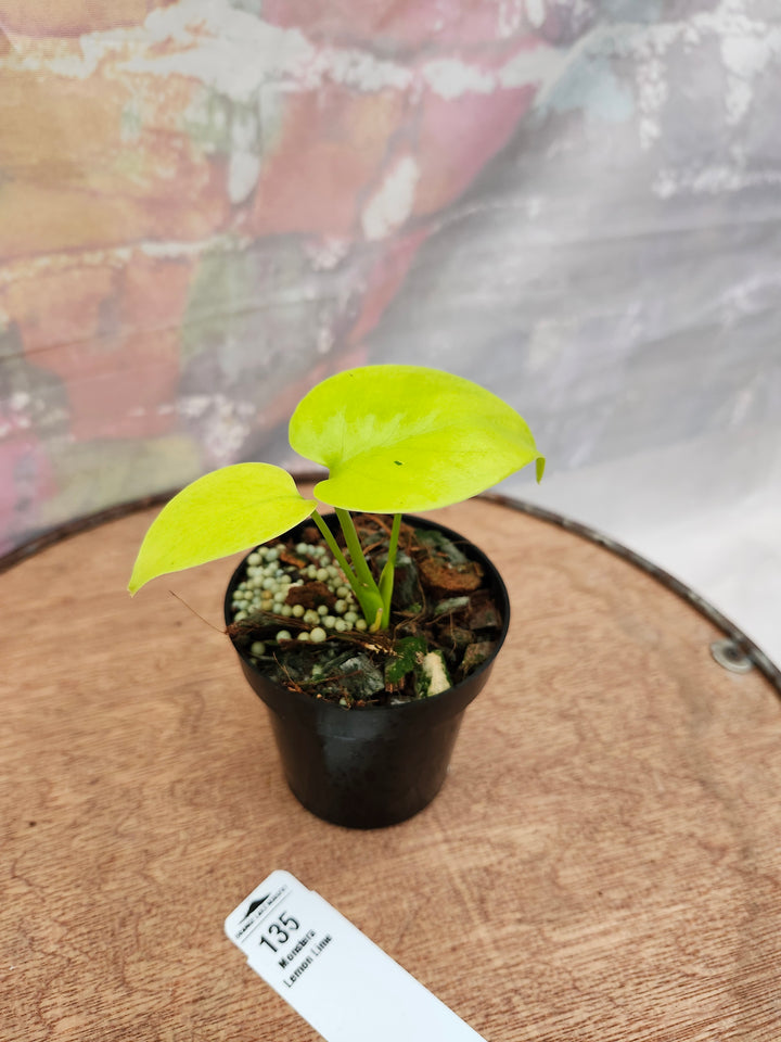 Monstera Deliciosa Lemon Lime (3in)-135