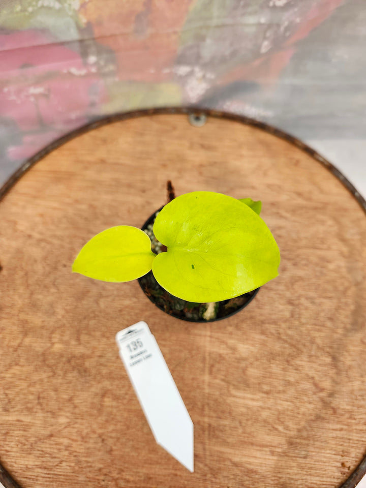 Monstera Deliciosa Lemon Lime (3in)-135