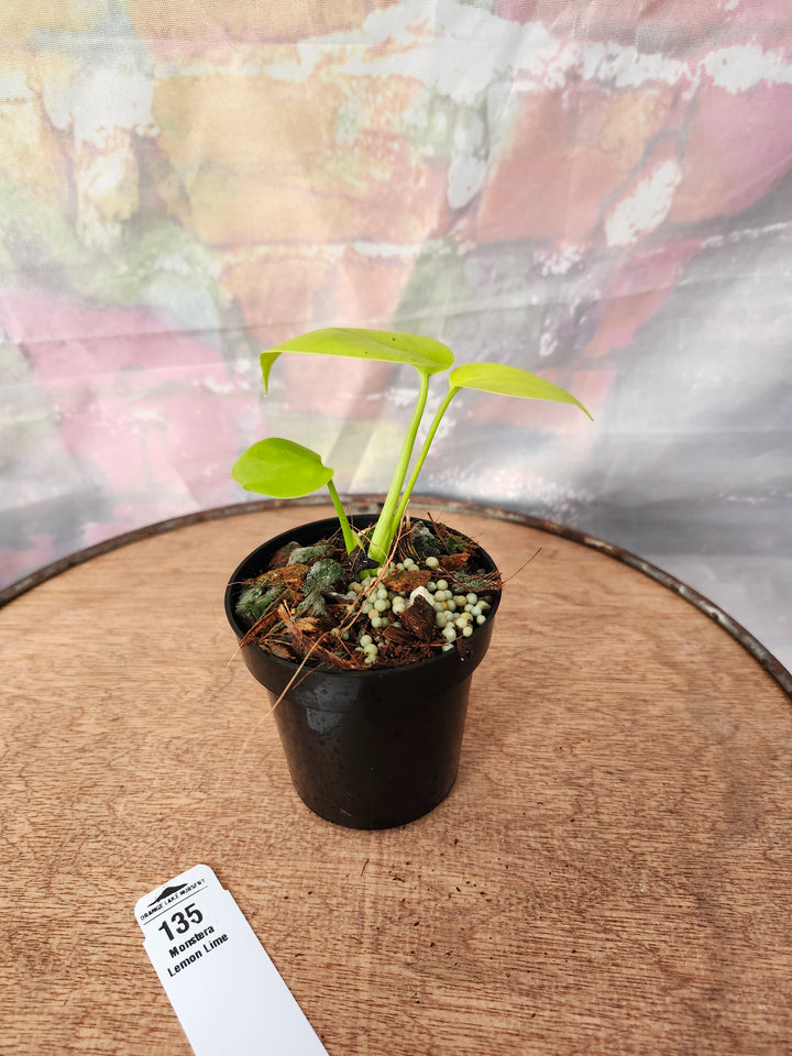 Monstera Deliciosa Lemon Lime (3in)-135