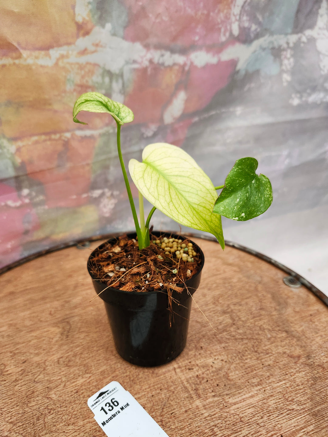 Monstera Deliciosa Mint (3in)-136