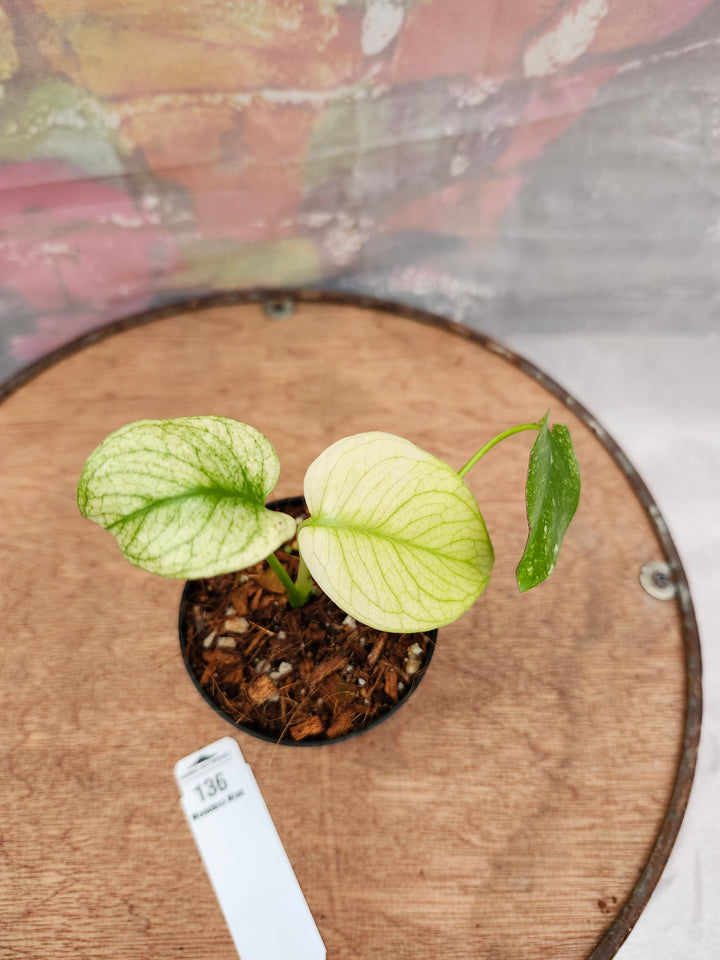 Monstera Deliciosa Mint (3in)-136