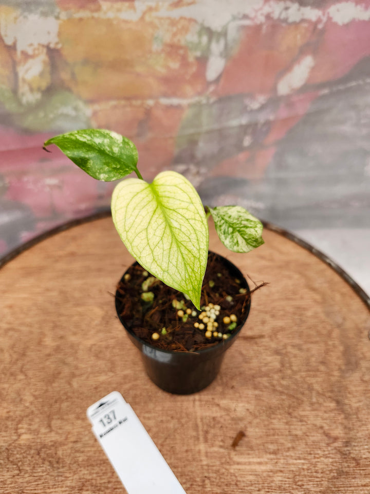 Monstera Deliciosa Mint (3in)-137