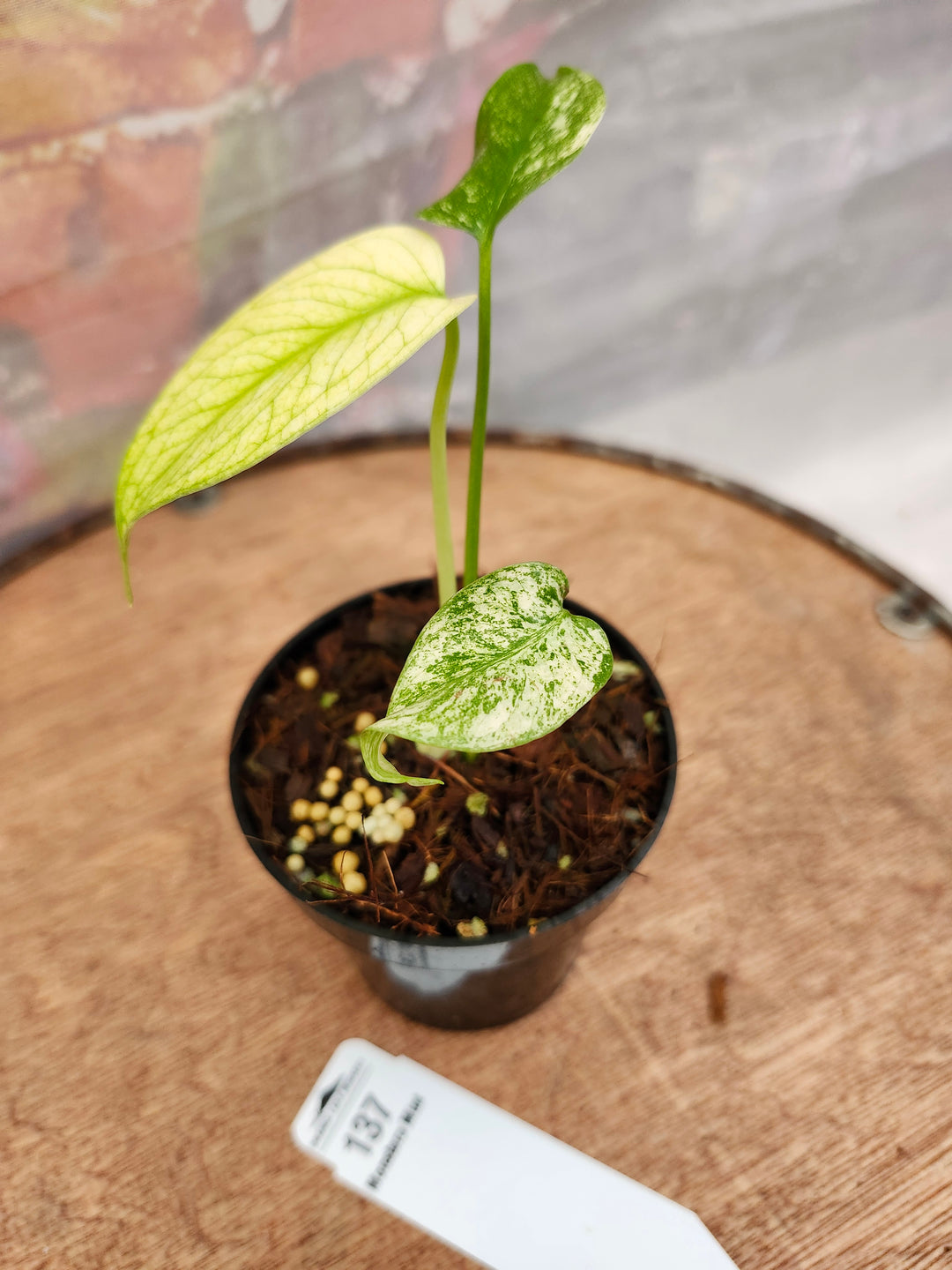 Monstera Deliciosa Mint (3in)-137