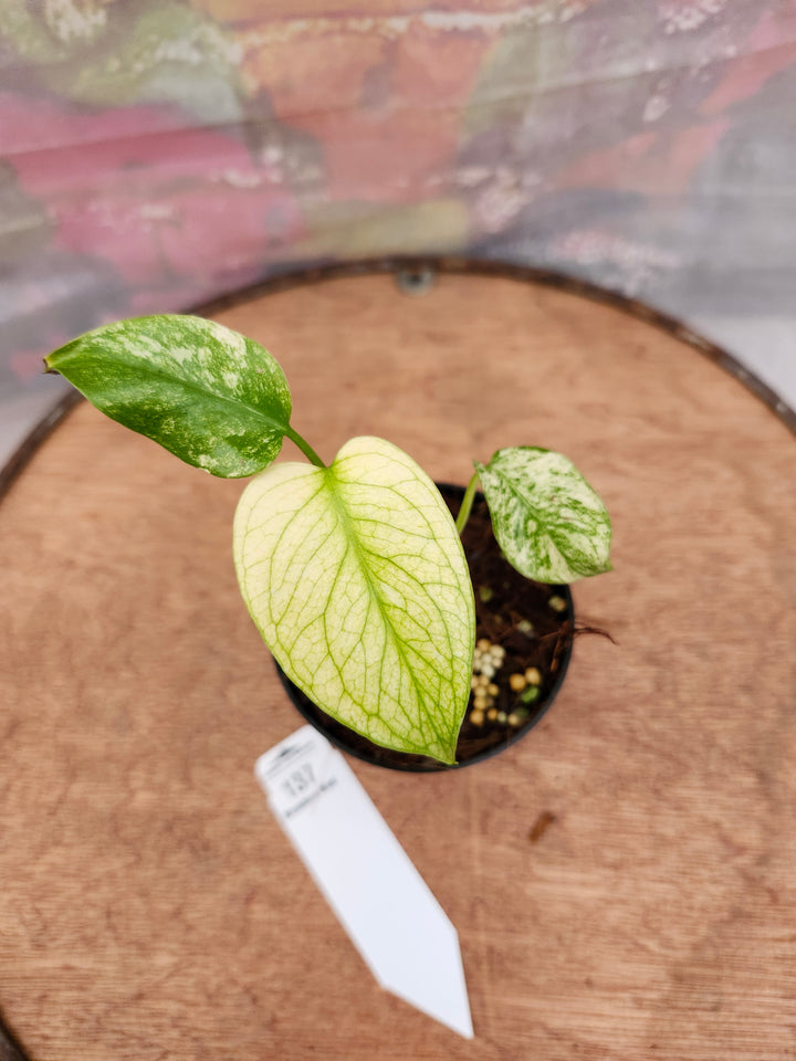 Monstera Deliciosa Mint (3in)-137