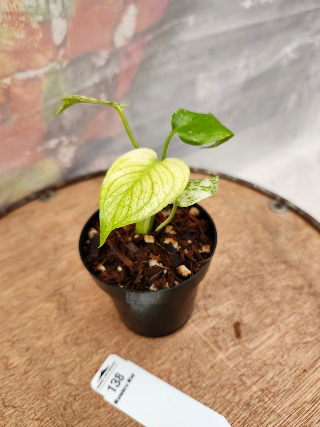 Monstera Deliciosa Mint (3in)-138