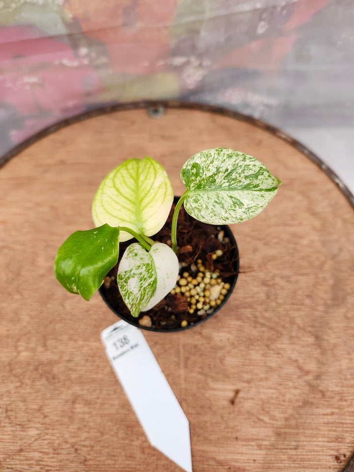 Monstera Deliciosa Mint (3in)-138