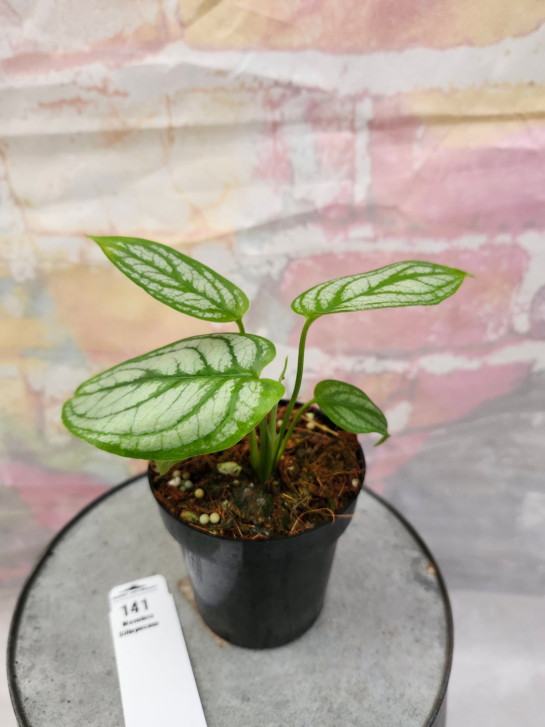 Monstera Siltepecana (3in)-141