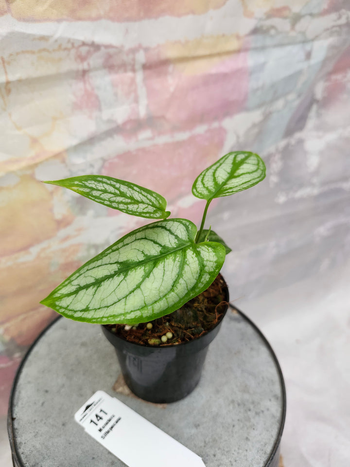 Monstera Siltepecana (3in)-141