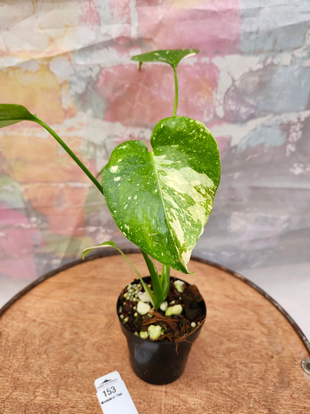 Monstera Thai Constellation (3in)-153