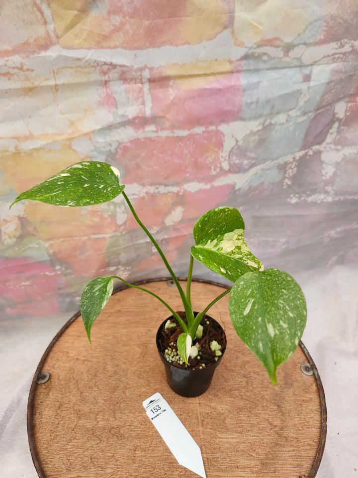 Monstera Thai Constellation (3in)-153