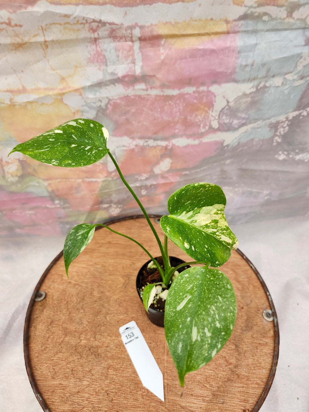 Monstera Thai Constellation (3in)-153