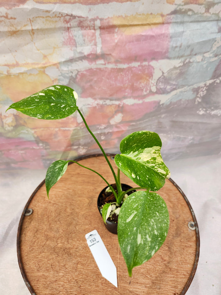Monstera Thai Constellation (3in)-153