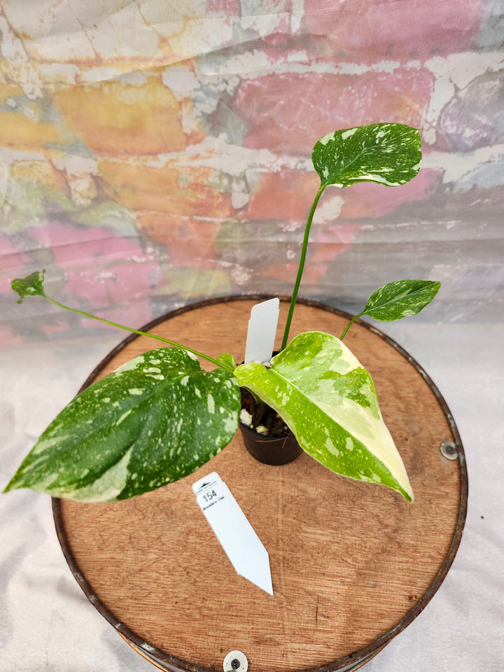 Monstera Thai Constellation (3in)-154