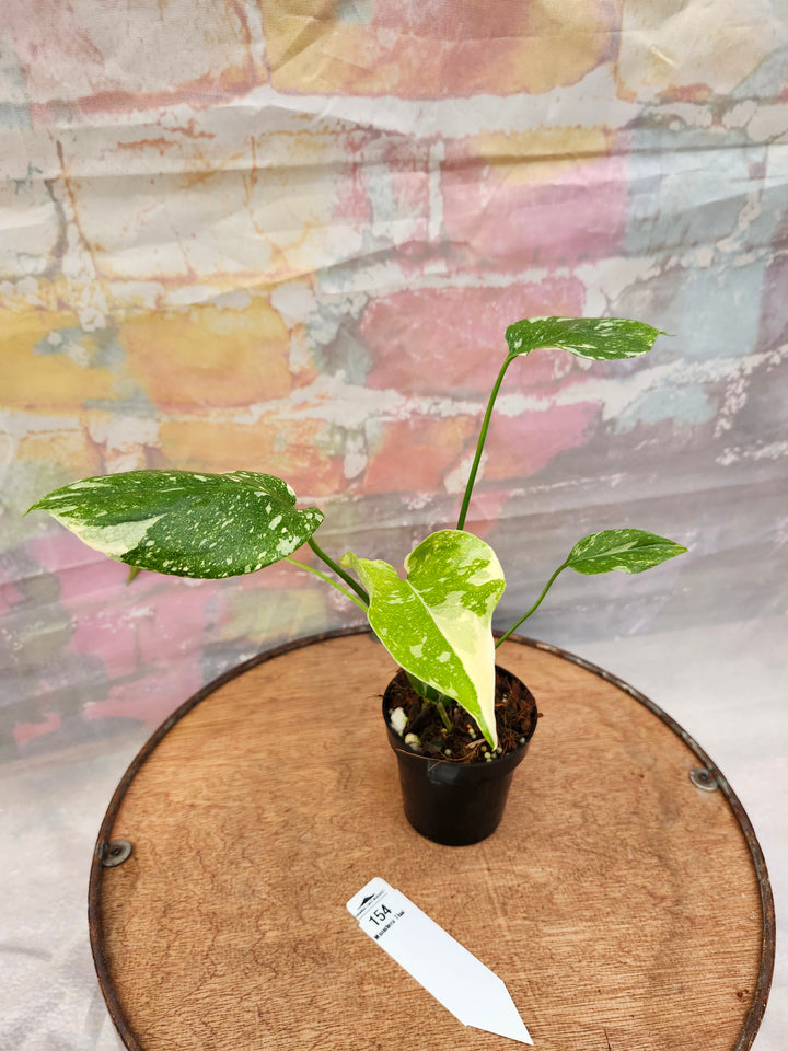 Monstera Thai Constellation (3in)-154
