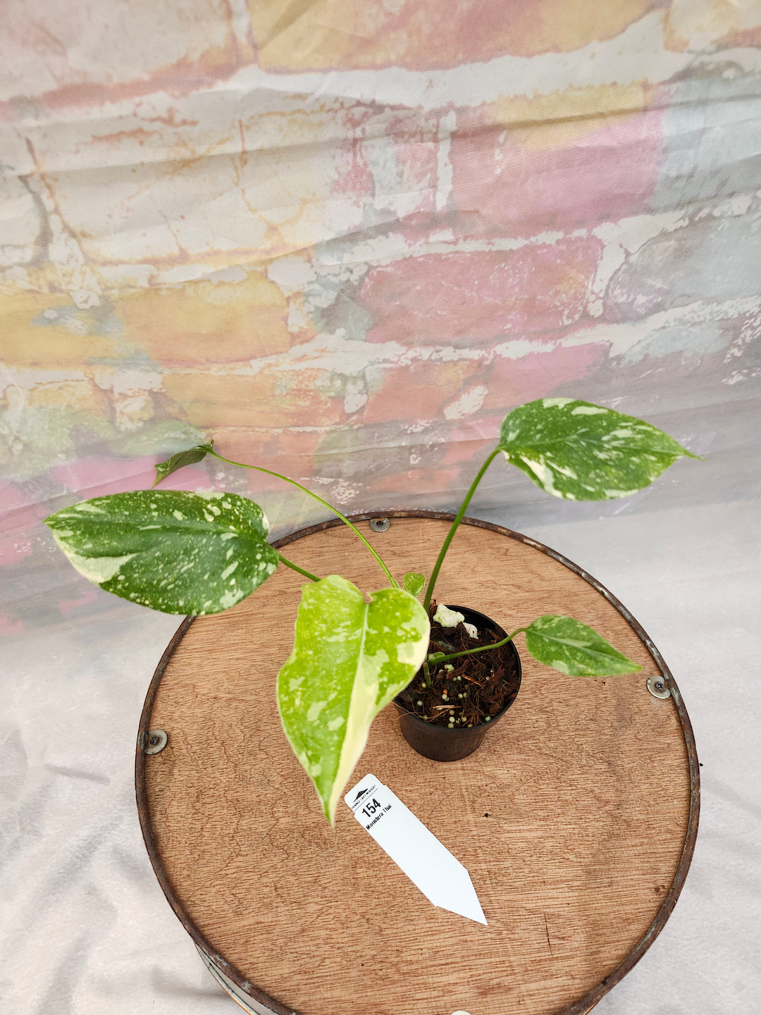 Monstera Thai Constellation (3in)-154