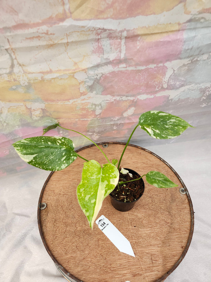 Monstera Thai Constellation (3in)-154