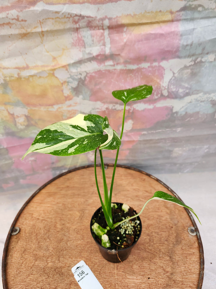 Monstera Thai Constellation (3in)-156