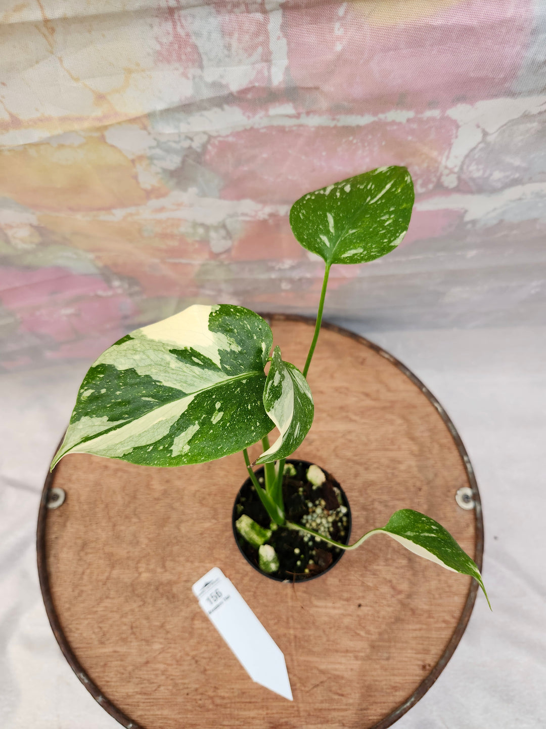 Monstera Thai Constellation (3in)-156