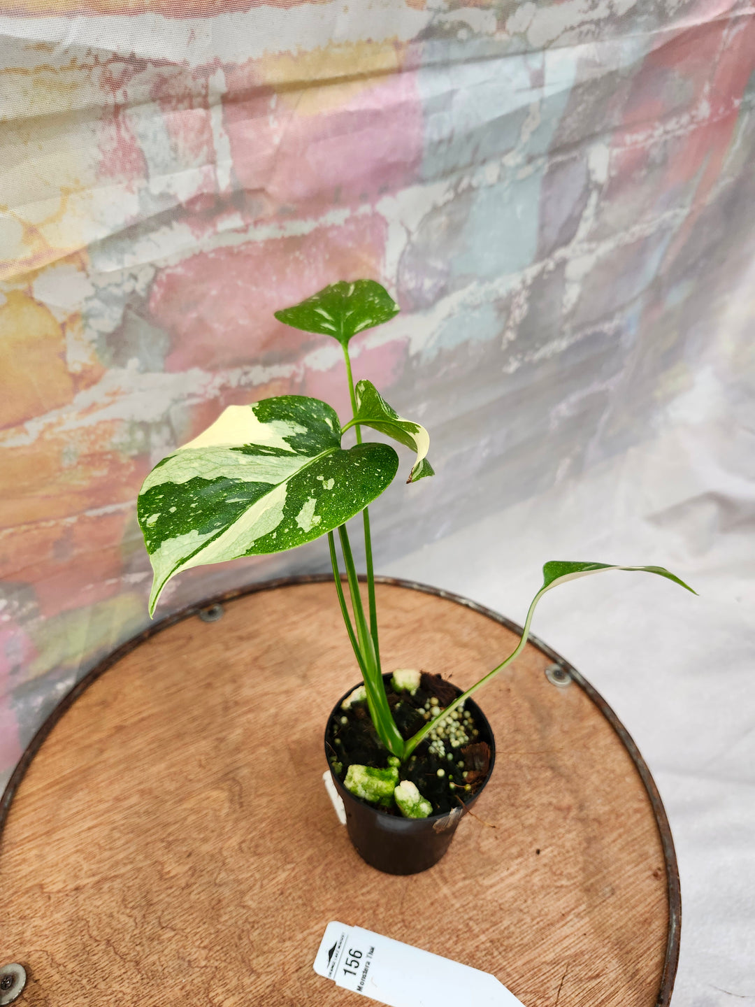 Monstera Thai Constellation (3in)-156