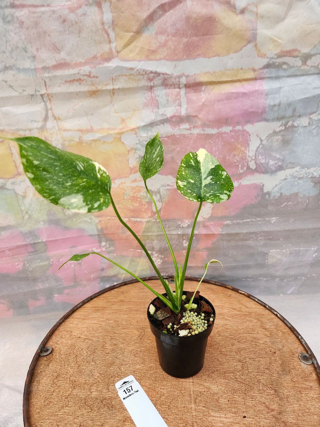 Monstera Thai Constellation (3in)-157