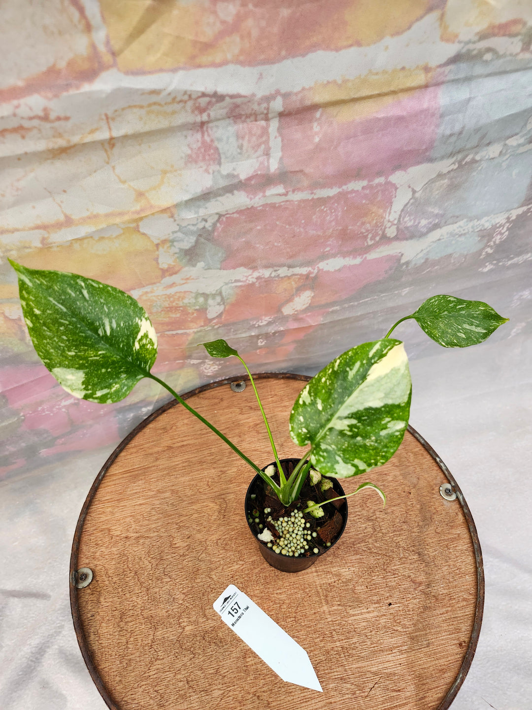 Monstera Thai Constellation (3in)-157