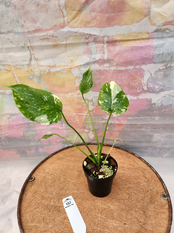 Monstera Thai Constellation (3in)-157