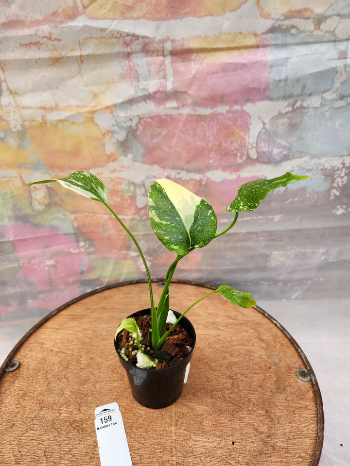 Monstera Thai Constellation (3in)-159