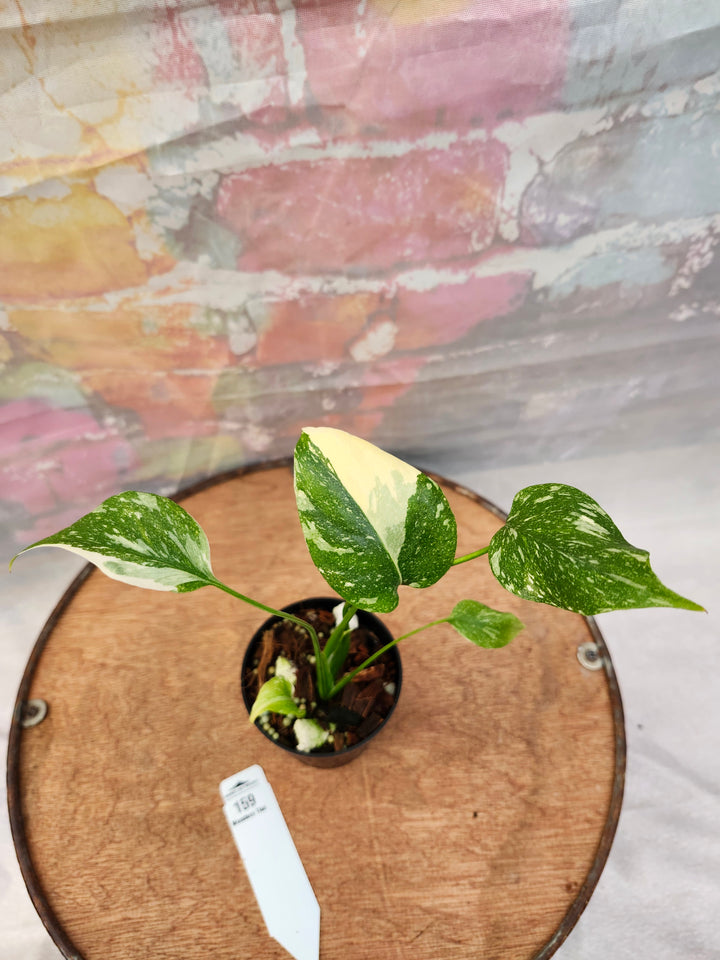 Monstera Thai Constellation (3in)-159