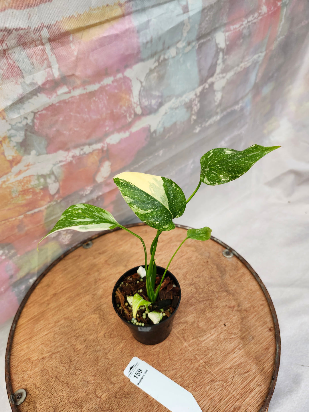 Monstera Thai Constellation (3in)-159