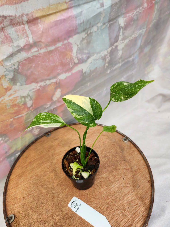 Monstera Thai Constellation (3in)-159