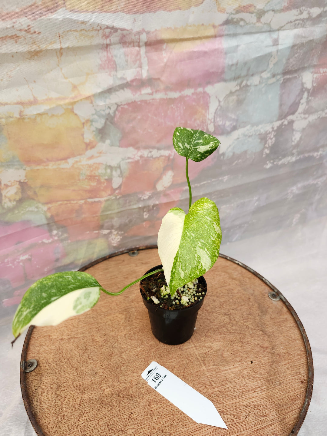 Monstera Thai Constellation (3in)-160