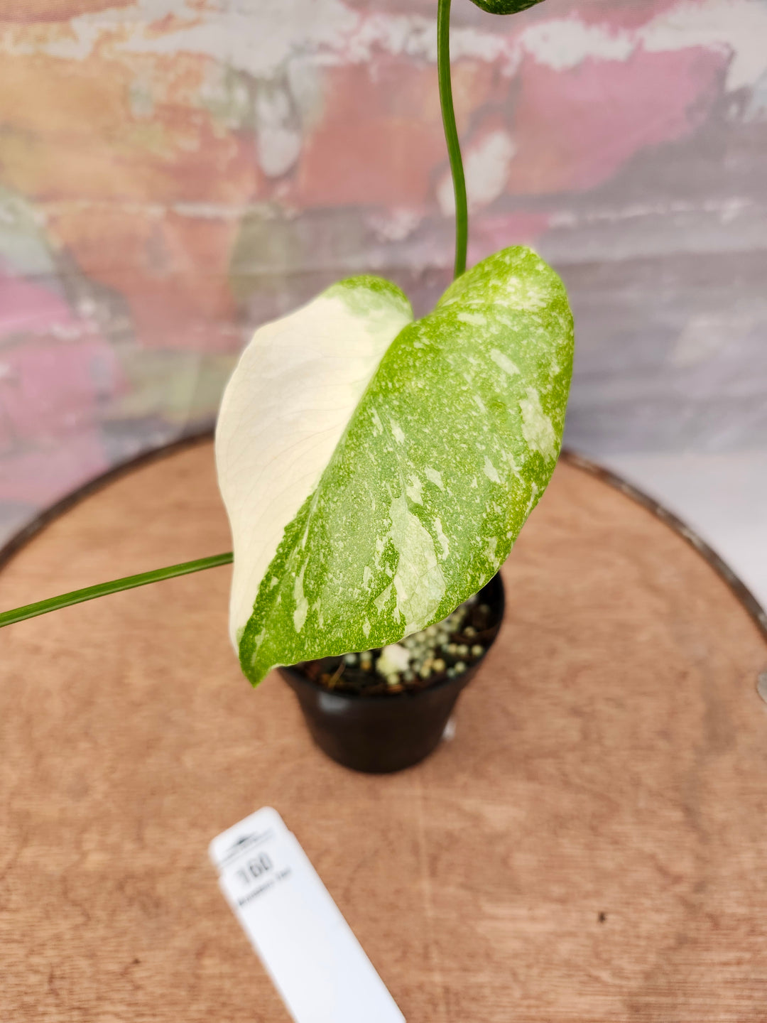 Monstera Thai Constellation (3in)-160