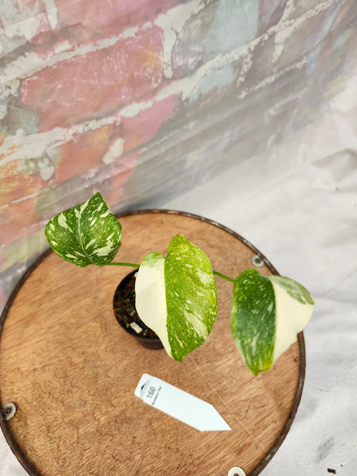 Monstera Thai Constellation (3in)-160