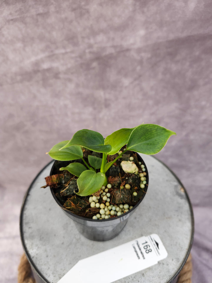 Philodendron Lumpinum (3in)-168