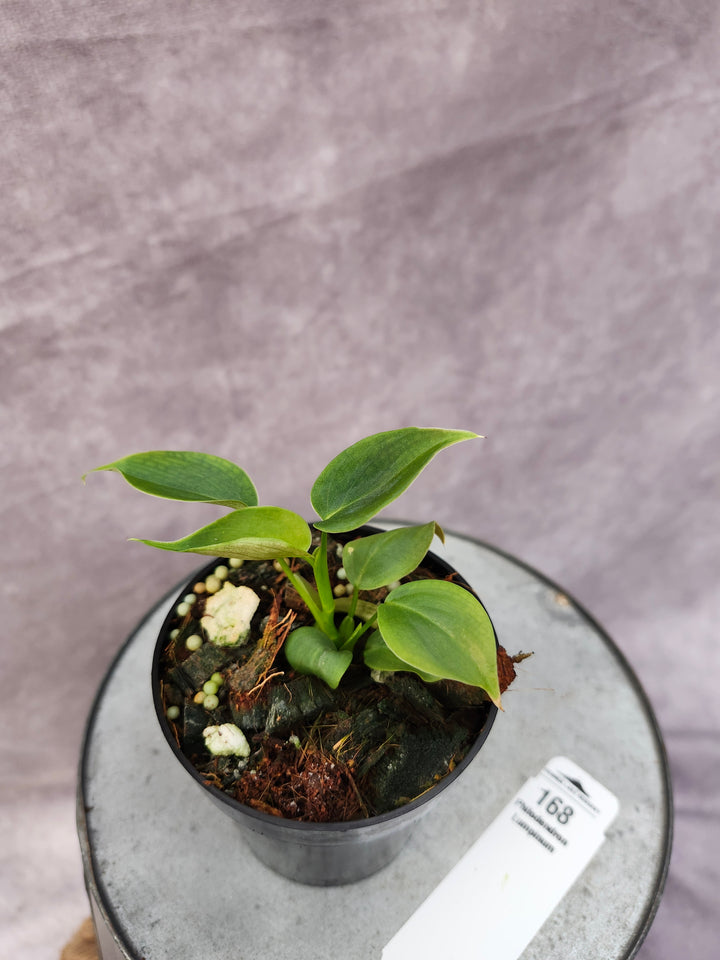 Philodendron Lumpinum (3in)-168