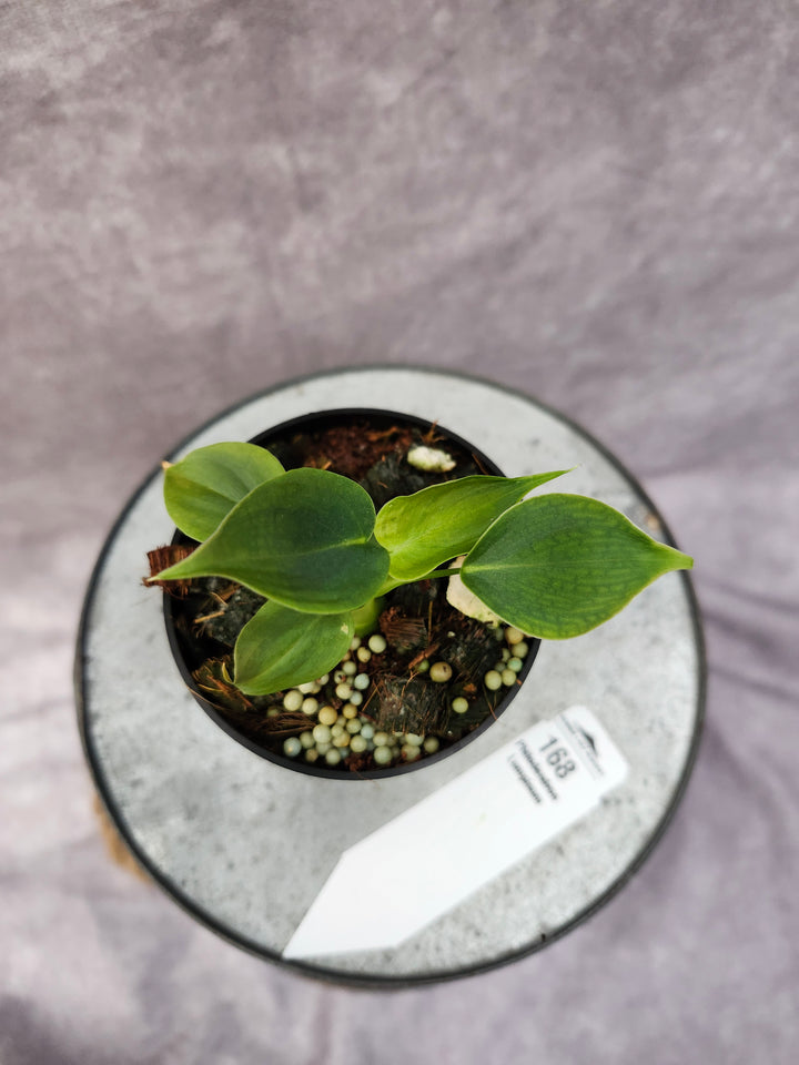 Philodendron Lumpinum (3in)-168