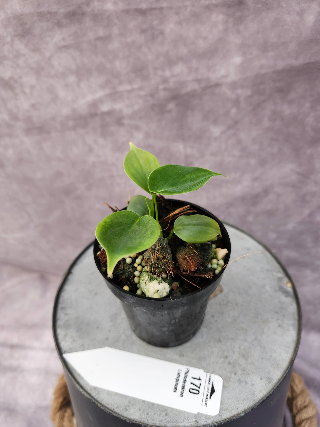 Philodendron Lumpinum (3in)-170