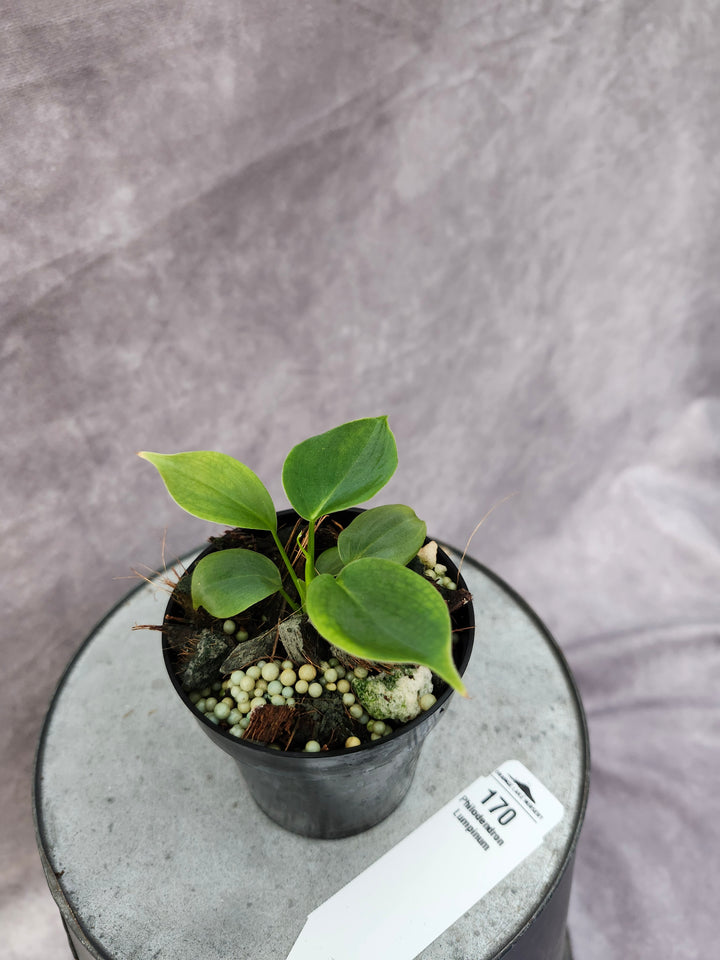 Philodendron Lumpinum (3in)-170