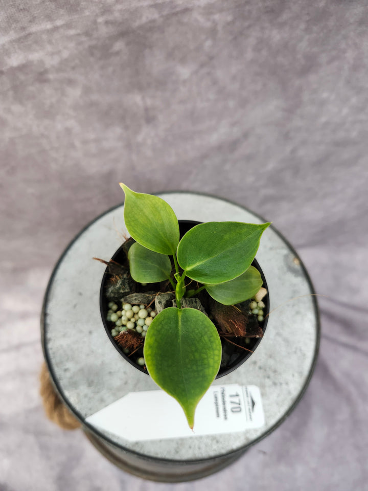 Philodendron Lumpinum (3in)-170