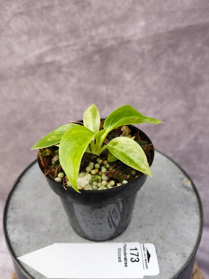 Philodendron Giganteum Var Blizzard (3in)-173