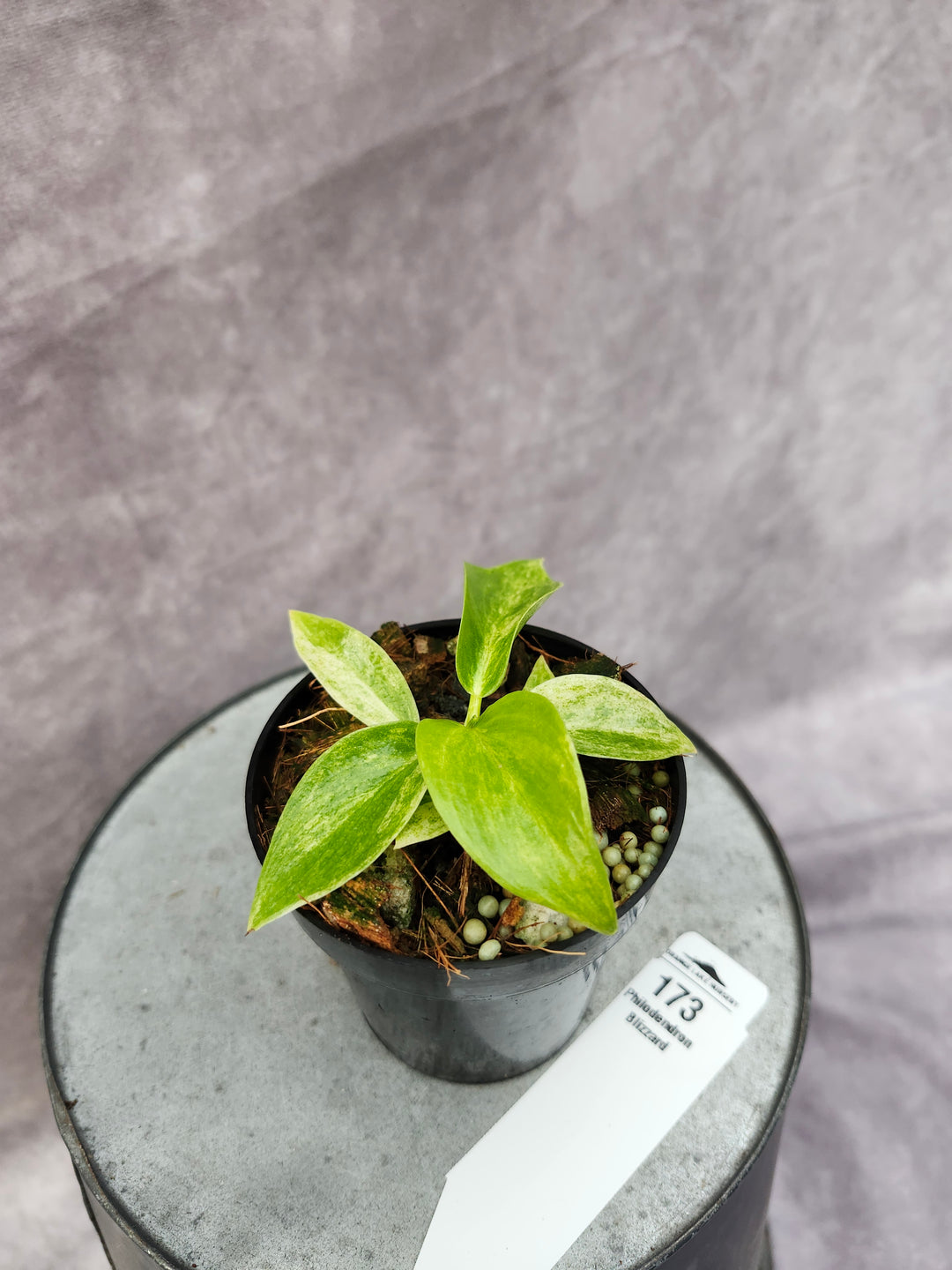 Philodendron Giganteum Var Blizzard (3in)-173