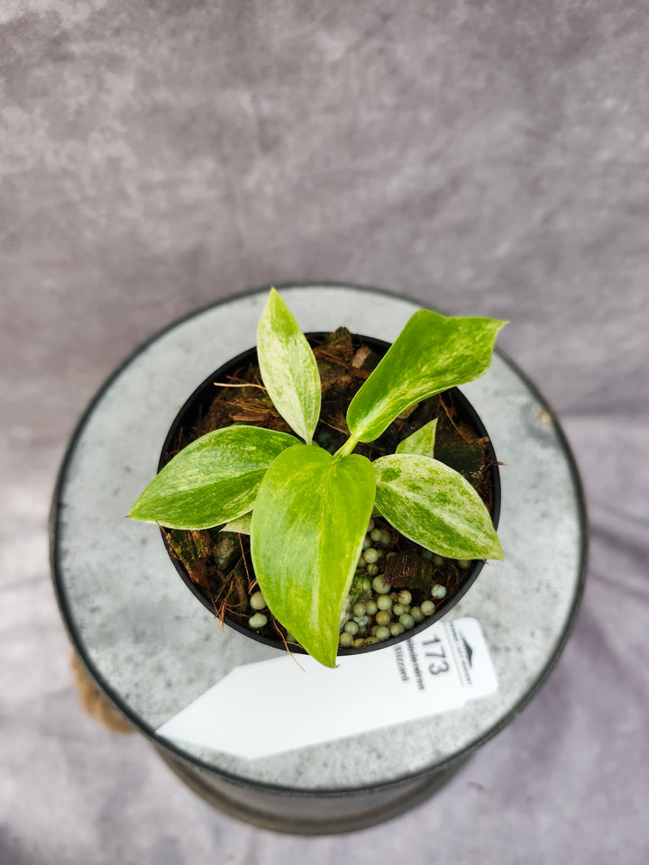 Philodendron Giganteum Var Blizzard (3in)-173